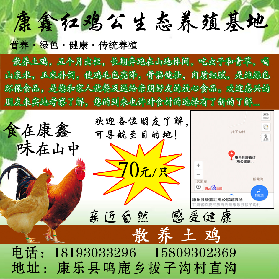 康鑫红鸡公生态养殖基地65元秒杀散养土鸡活动开始啦!