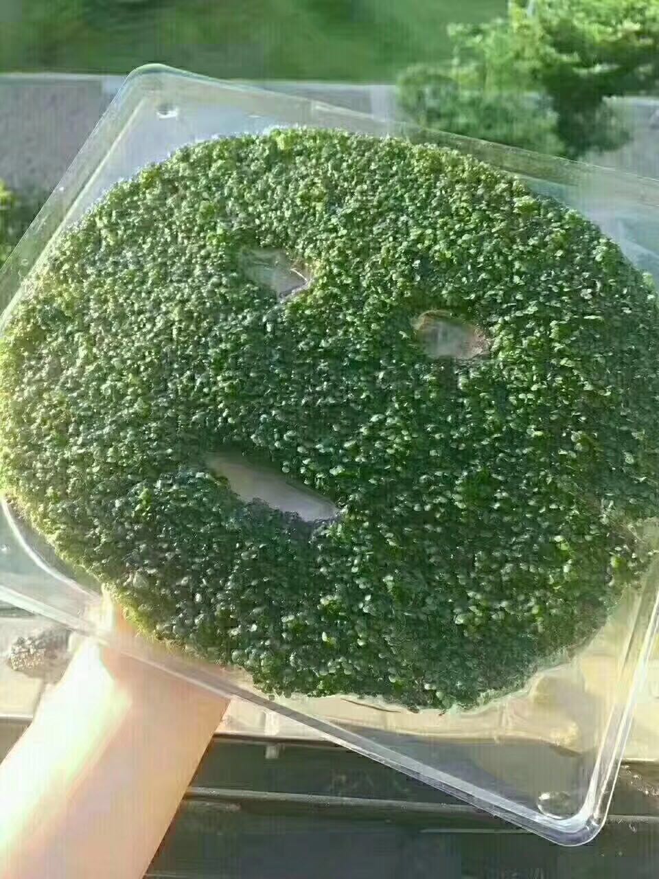 海藻面膜
