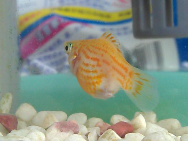 立军水族馆-皮球鱼