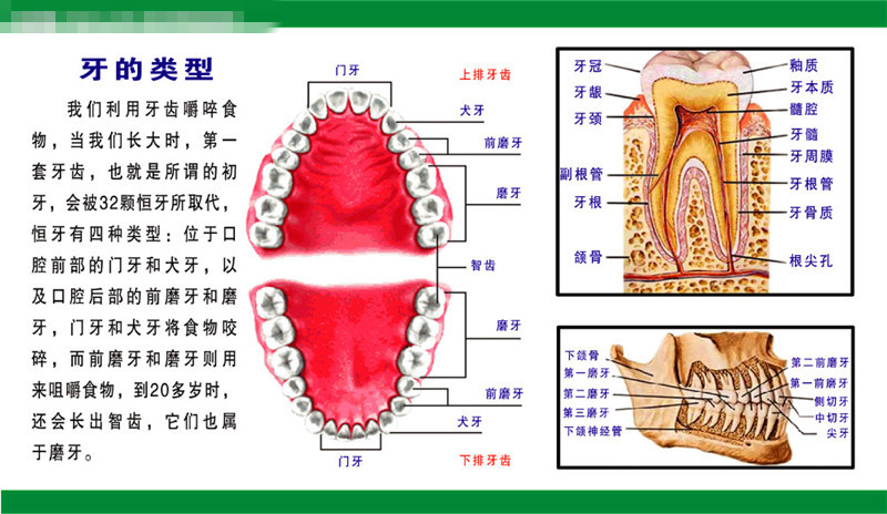成人牙齿部位名称图图片