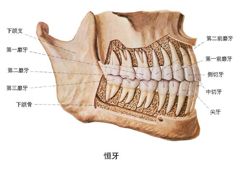 下颌6牙体解剖形态图片