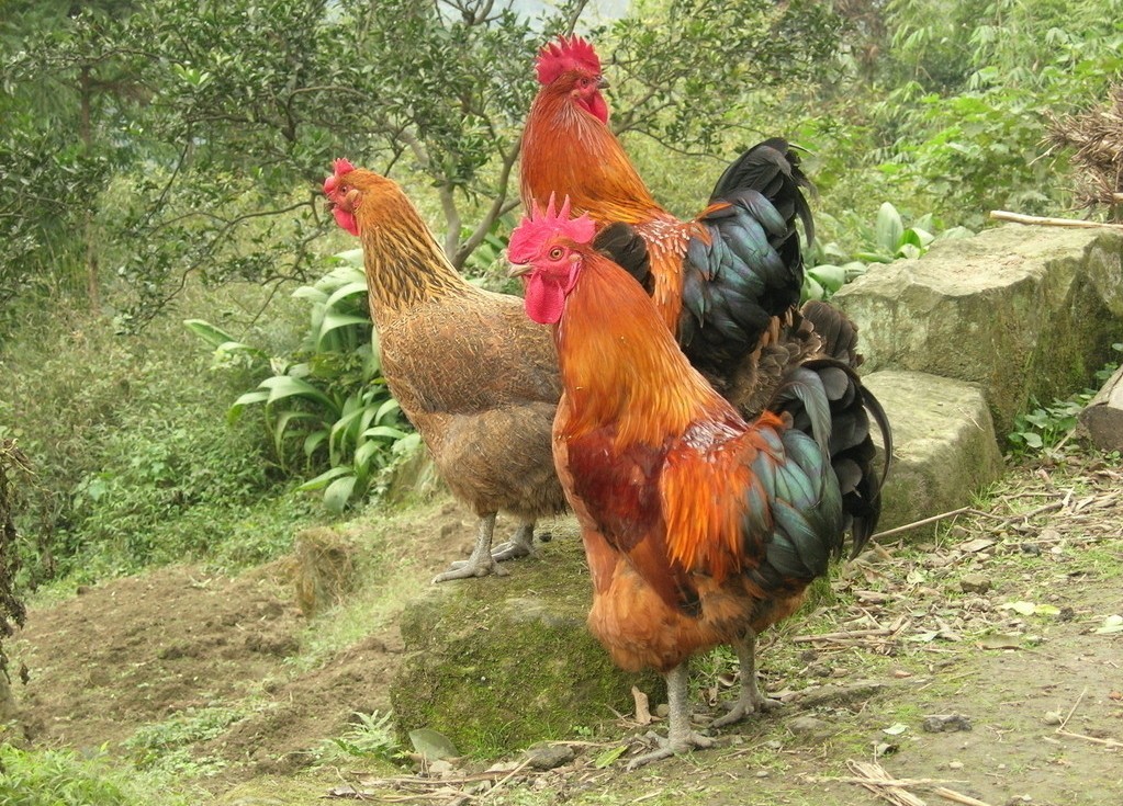 散养土鸡