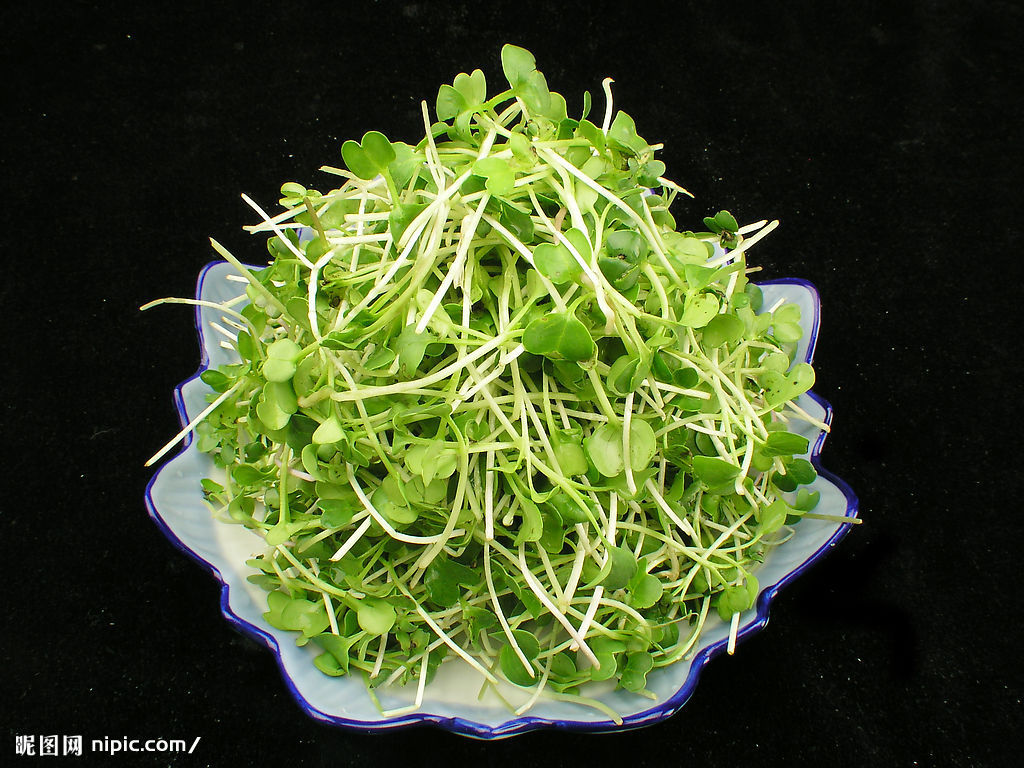 【爽舌尖芽苗菜】萝卜苗