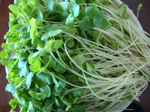 【爽舌尖芽苗菜】荞麦苗