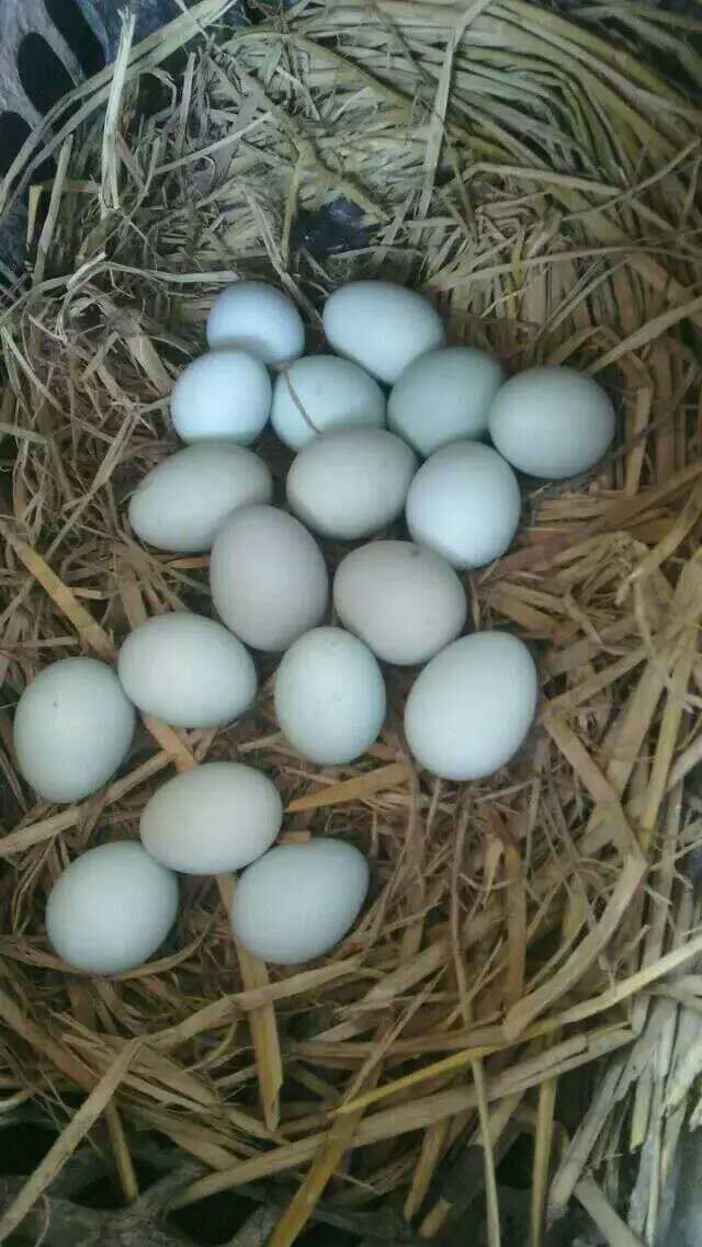 黑羽绿壳鸡蛋1.6元一个现提供送货上门哟