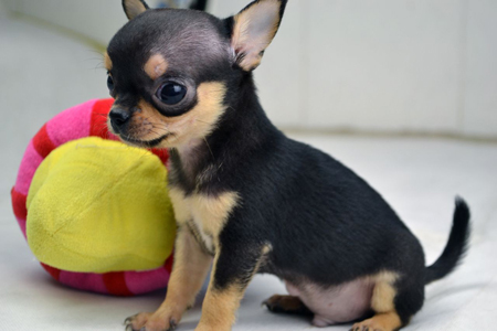 纯种墨西哥吉娃娃