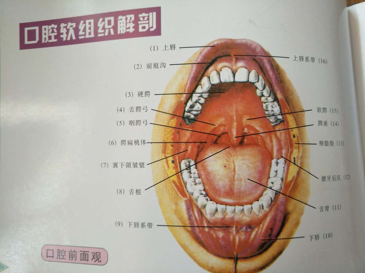 下颌磨牙解剖形态图谱图片