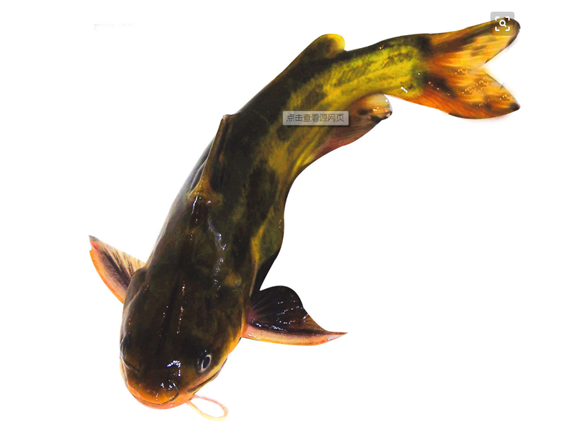 耙耳朵馋嘴鱼--加鱼加菜不加价