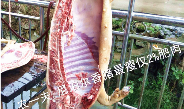 农一夫的尼泊尔香猪最瘦仅2%的肥肉!一直深受消费者的喜爱!