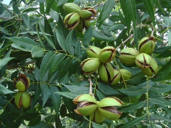 美国薄壳山核桃1