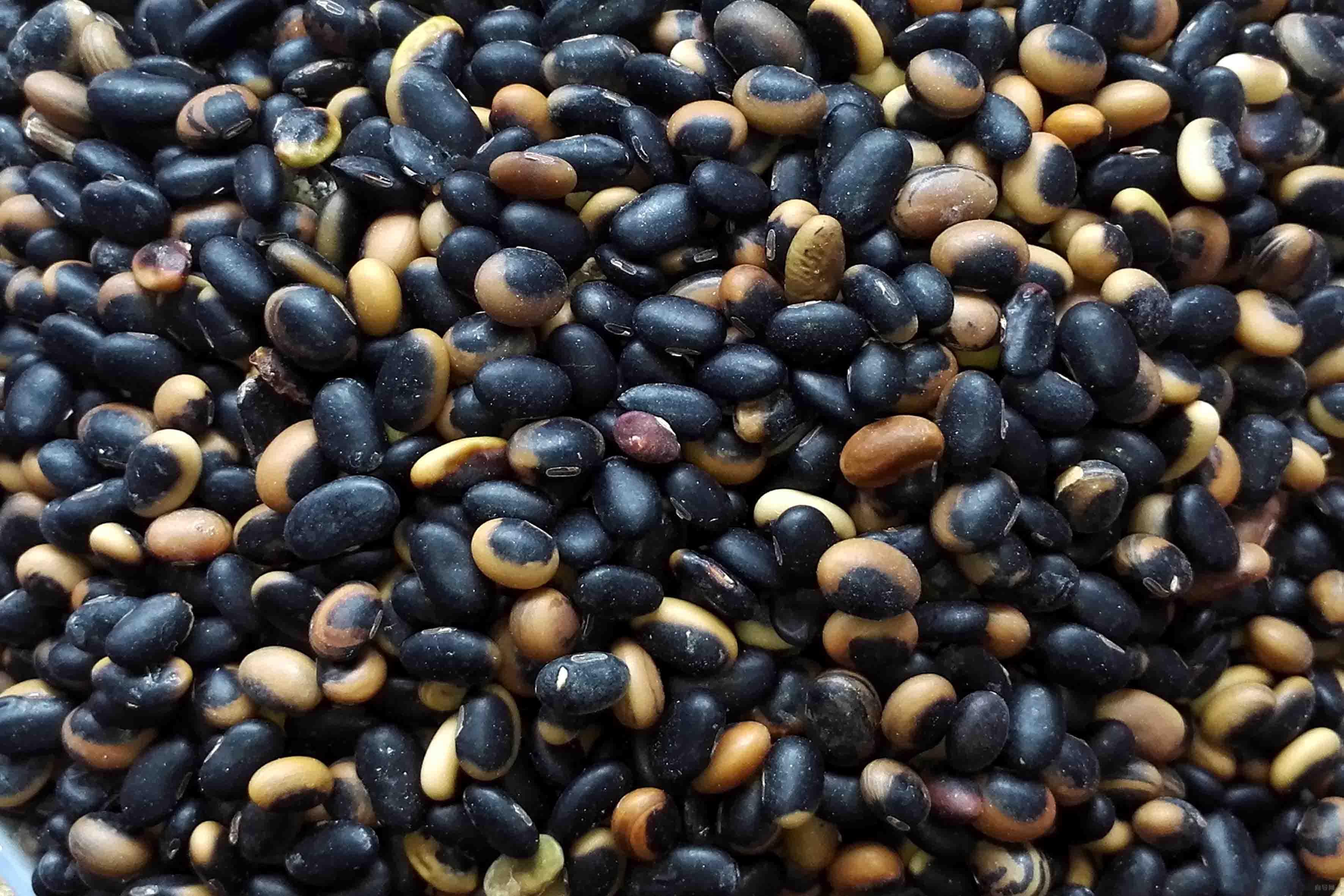 生豆牙羊眼睛黑豆
